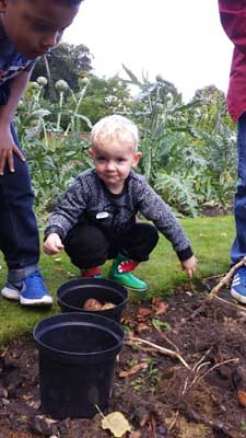 young child happily digging up potatoes